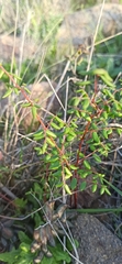 Pellaea andromedifolia pubescens