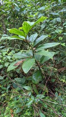 Costus amazonicus