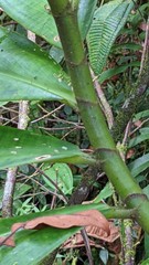 Costus amazonicus