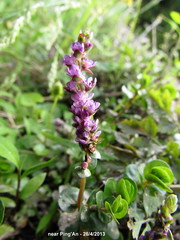 Rotala rotundifolia