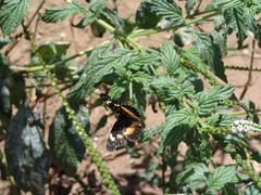 Chlosyne lacinia crocale