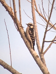 Dryobates pubescens pubescens