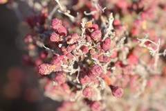 Tecticornia moniliformis