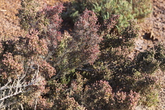 Tecticornia moniliformis