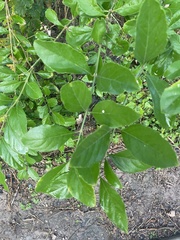 Citharexylum berlandieri