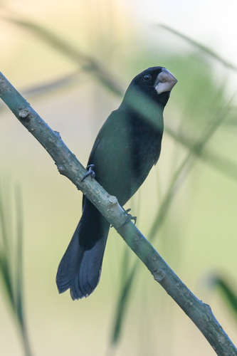 Nicaraguan Seed Finch (Sporophila nuttingi), photo 10