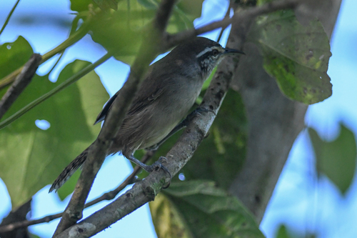 Canebrake Wren (Cantorchilus zeledoni), photo 4