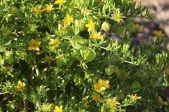 Roepera aurantiaca aurantiaca