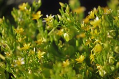 Roepera aurantiaca aurantiaca