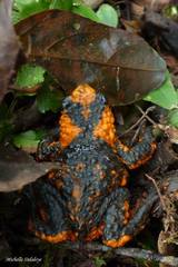 Melanophryniscus rubriventris