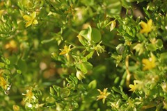 Roepera aurantiaca aurantiaca