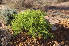 Roepera aurantiaca aurantiaca