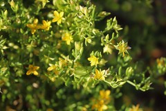 Roepera aurantiaca aurantiaca