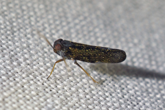 Muirolonia metallica image