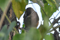 Cantorchilus zeledoni
