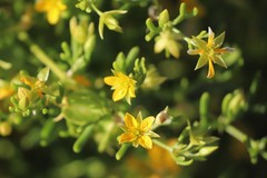 Roepera aurantiaca aurantiaca
