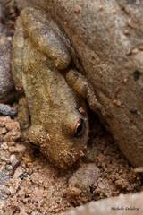 Scinax nasicus