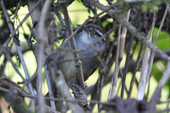 Cantorchilus zeledoni
