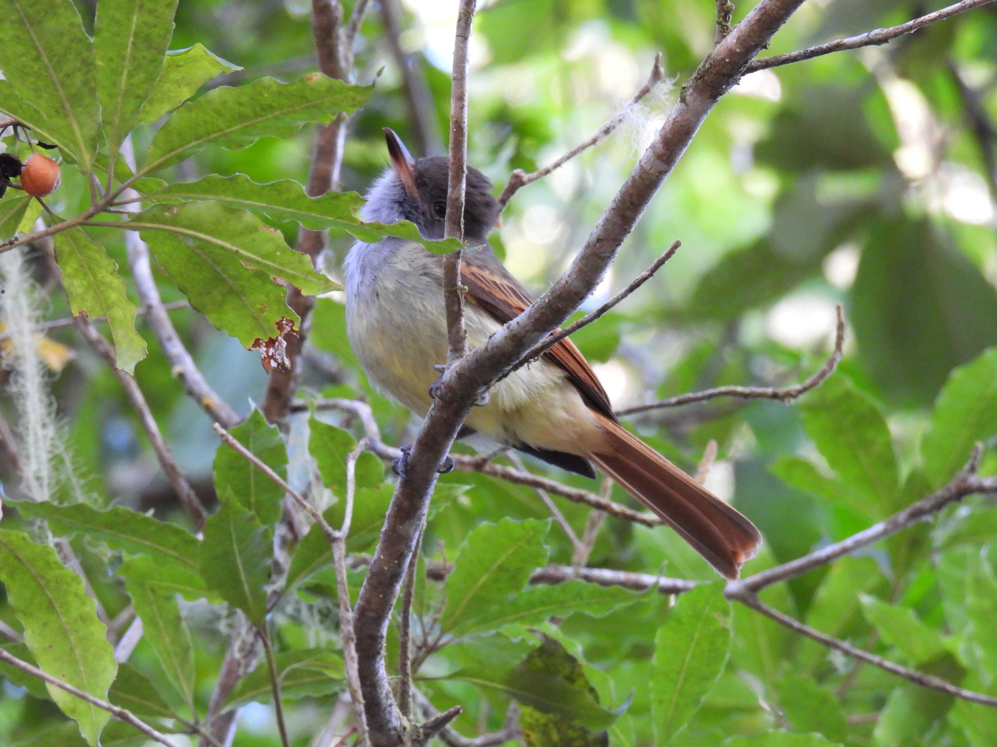 Rufous-tailed Flycatcher (Myiarchus validus), photo 6