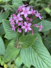 Pentas