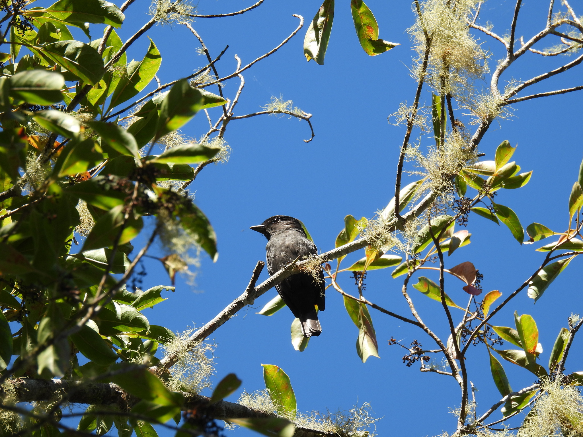 Jamaican Becard (Pachyramphus niger), photo 4