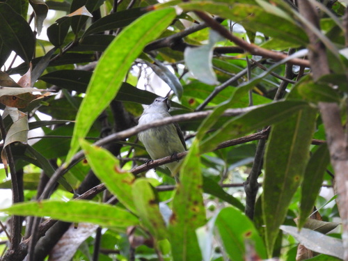 Jamaican Elaenia (Myiopagis cotta), photo 5