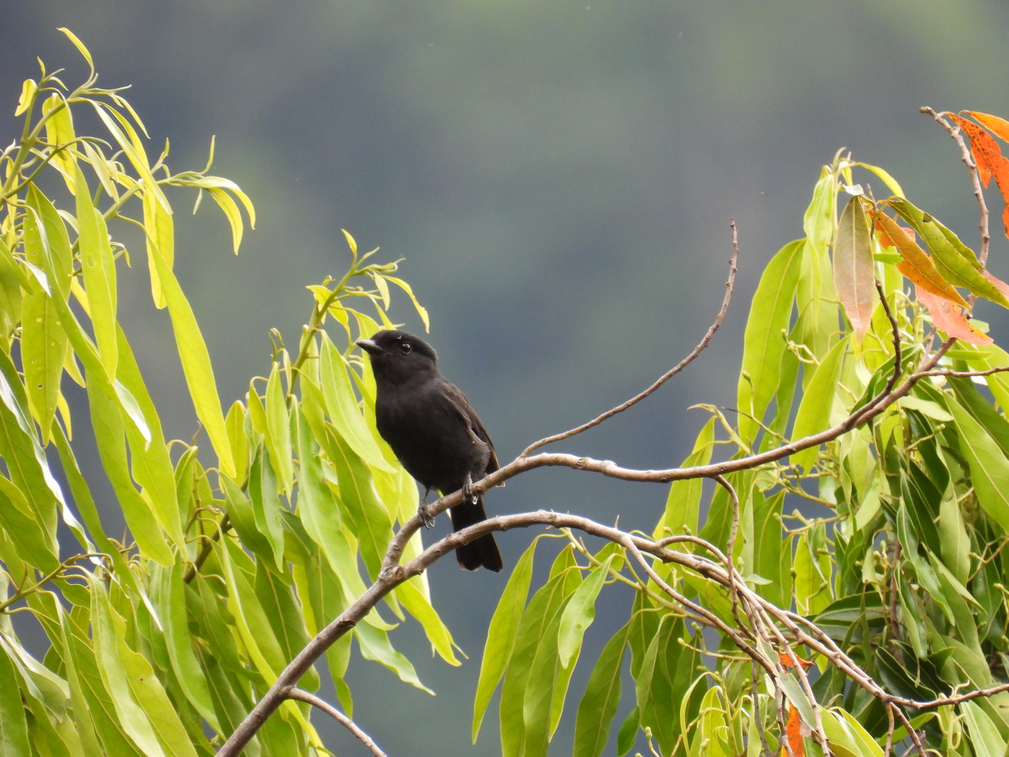 Jamaican Becard (Pachyramphus niger), photo 3