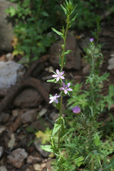 Legousia falcata