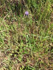 Dipterostemon capitatus capitatus