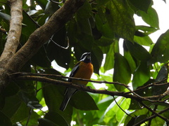 Spindalis nigricephala