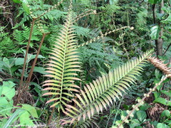 Blechnum orientale