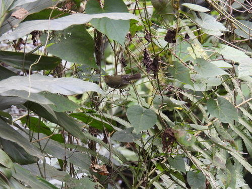Jamaican Vireo (Vireo modestus), photo 7
