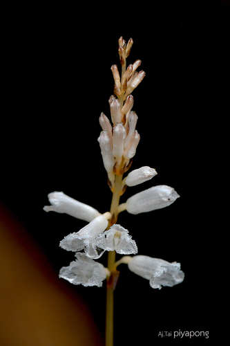 Gastrodia exilis