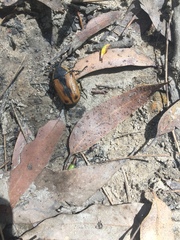 Chondropyga dorsalis