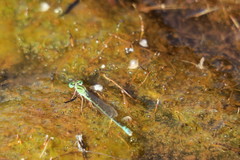 Austroagrion pindrina