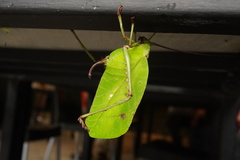 Celidophylla albimacula
