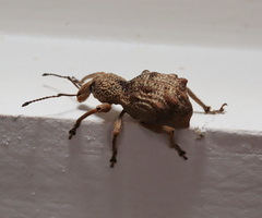 Leptopius tetraphysodes