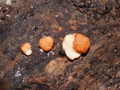 Trichoderma paraviridescens