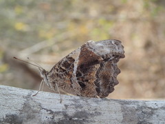 Myscelia ethusa ethusa