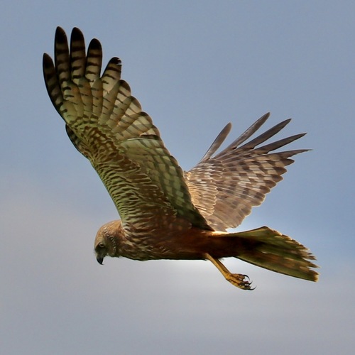 African Marsh Harrier