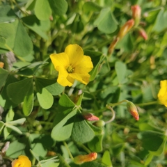 Oxalis californica