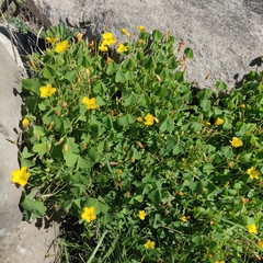 Oxalis californica
