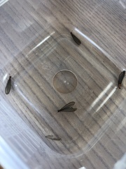 Stolotermes ruficeps