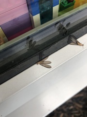 Stolotermes ruficeps