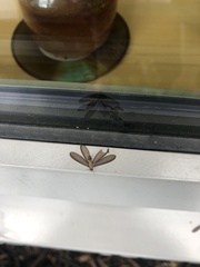 Stolotermes ruficeps