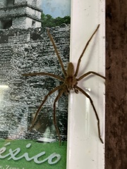 Cupiennius salei
