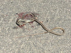 Masticophis lateralis