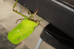 Celidophylla albimacula