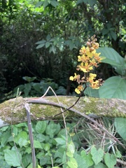 Trichocentrum ascendens