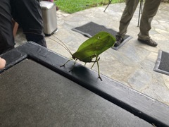 Celidophylla albimacula